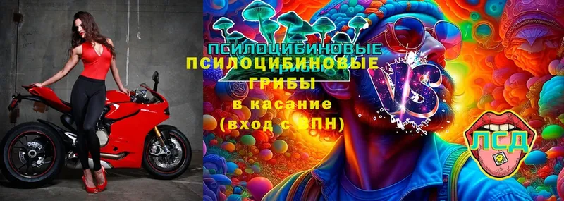 Галлюциногенные грибы Psilocybe  купить наркотики сайты  Касли 